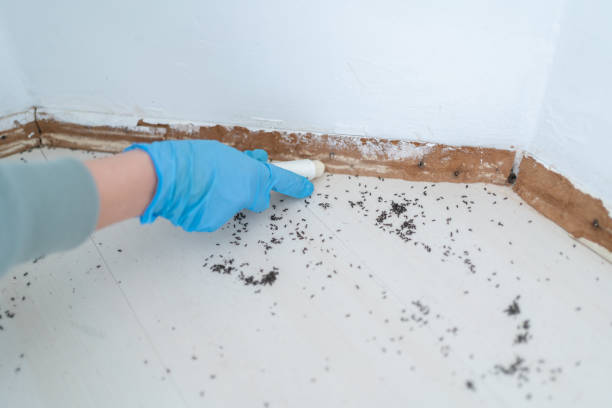 Professional Pest Control in San Gabriel, CA